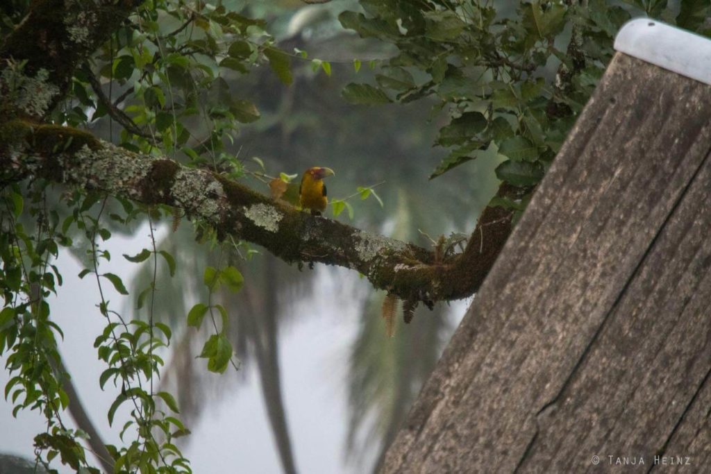 Vögel Brasiliens