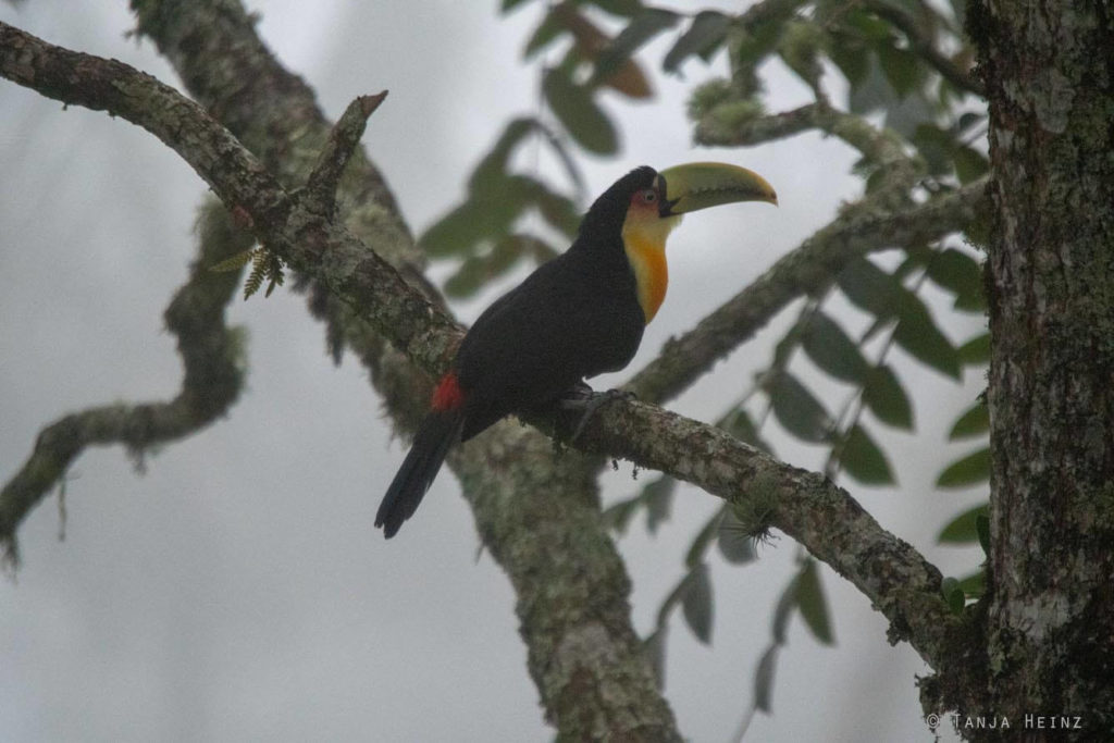 Vögel Brasiliens 