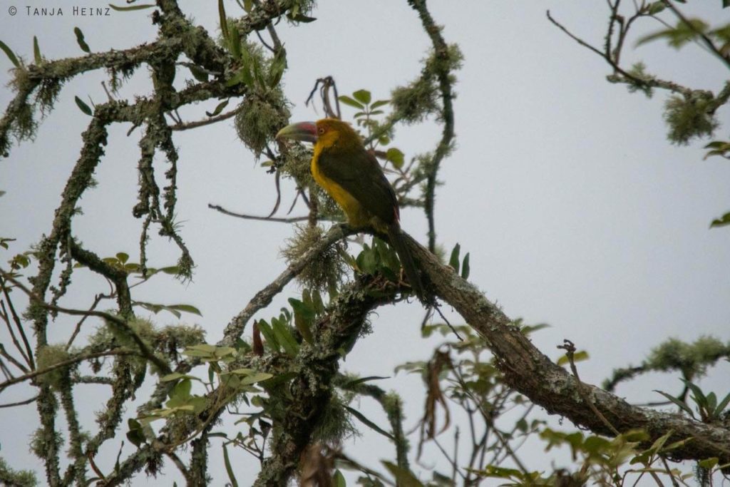 Vögel Brasiliens