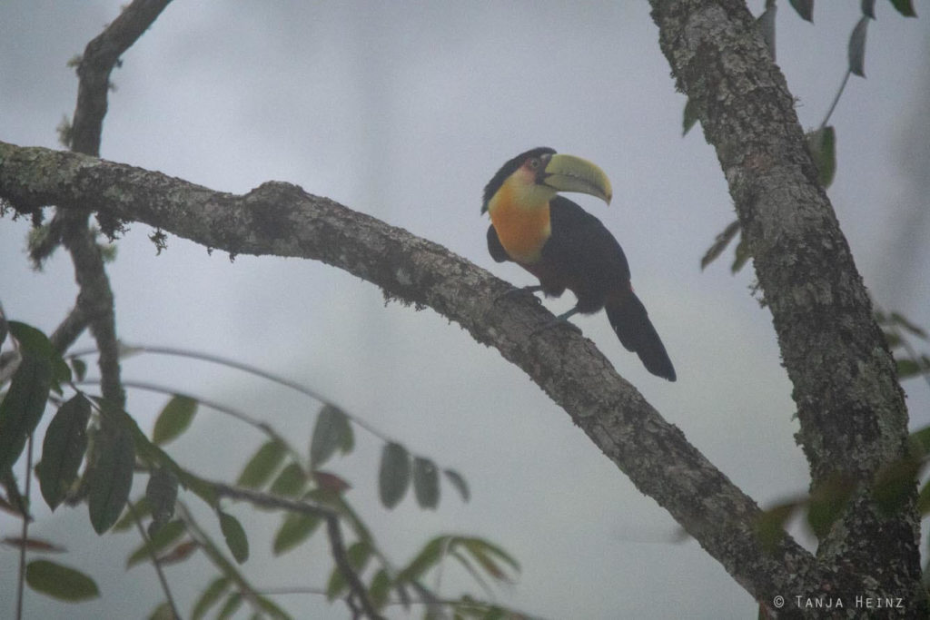 Vögel Brasiliens