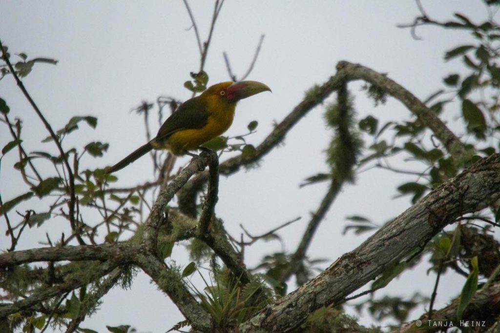 Vögel Brasiliens