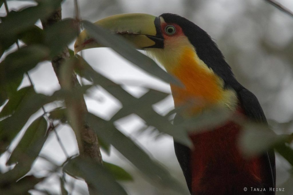 Vögel Brasiliens 