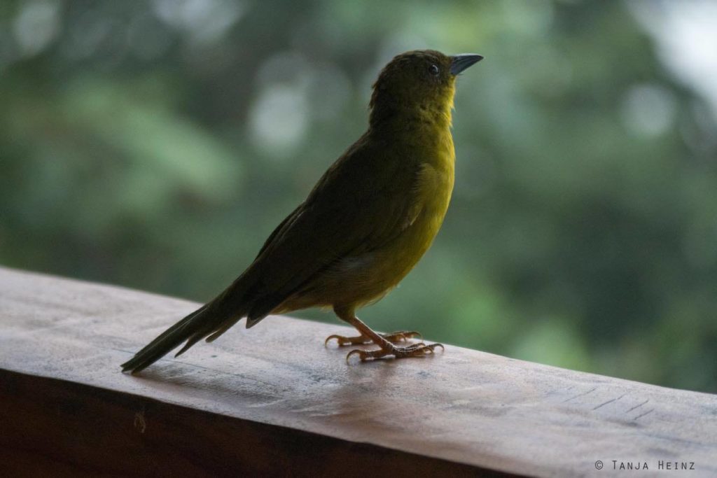 Vögel Brasiliens