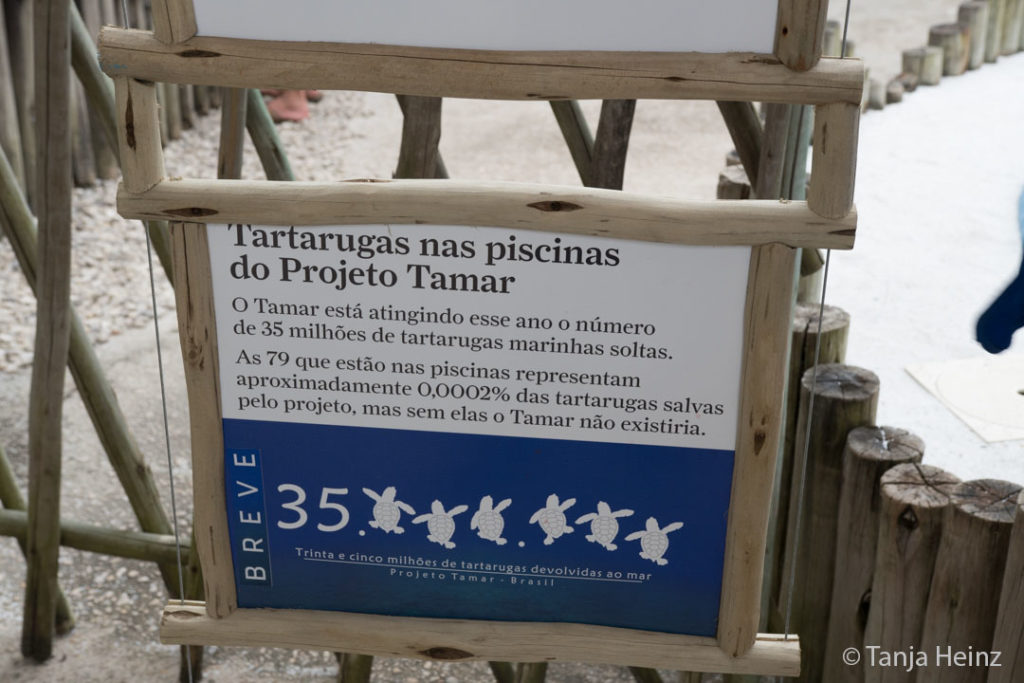 Meeresschildkröte