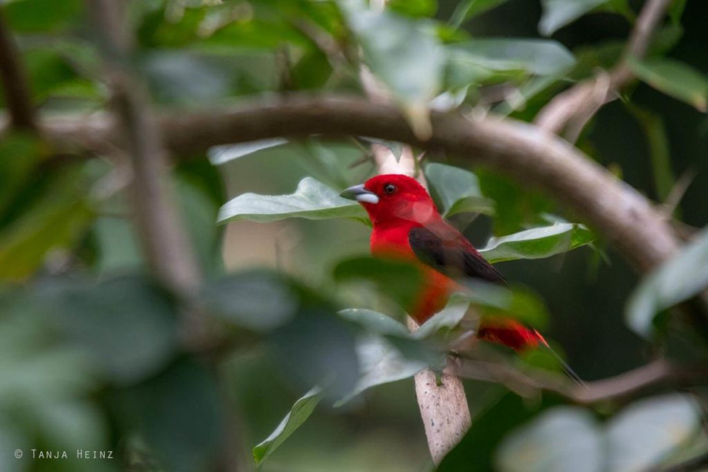 Vogelbeobachtung