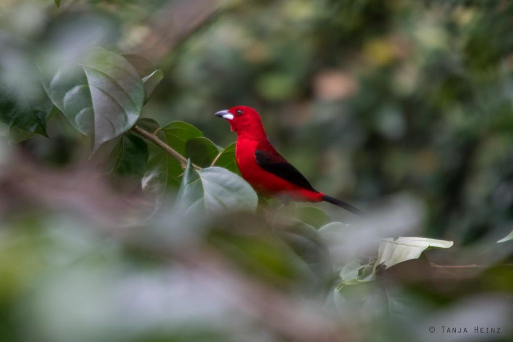 Vogelbeobachtung
