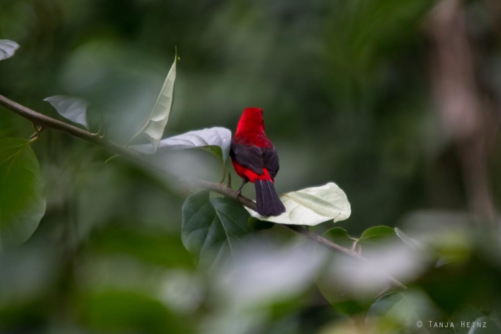 Vogelbeobachtung
