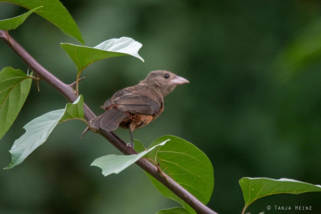 Vogelbeobachtung