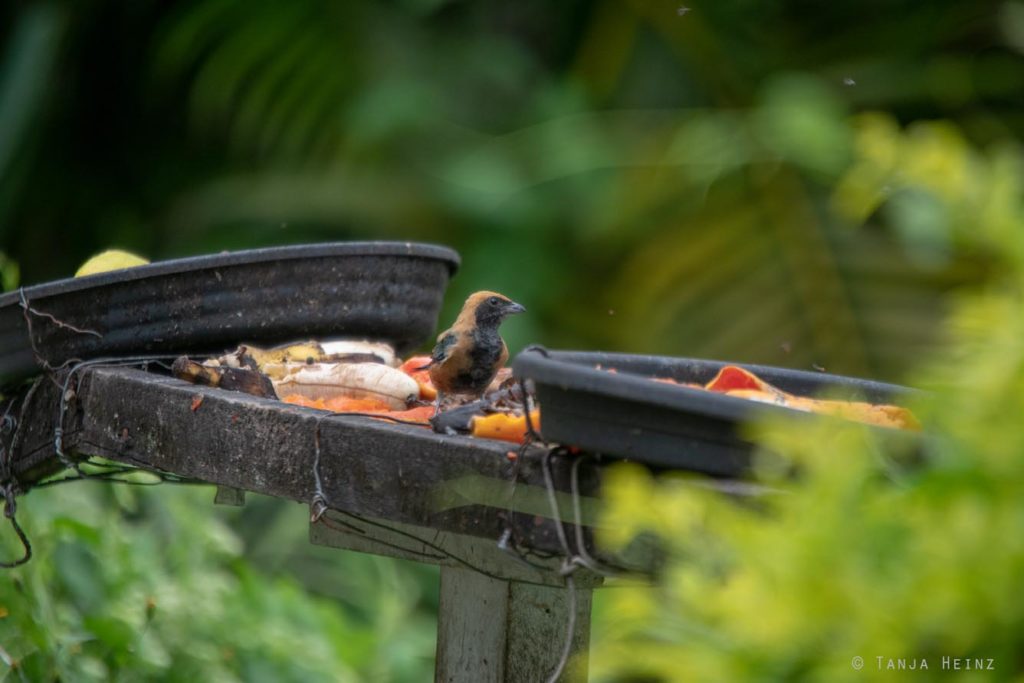 Vogelbeobachtung