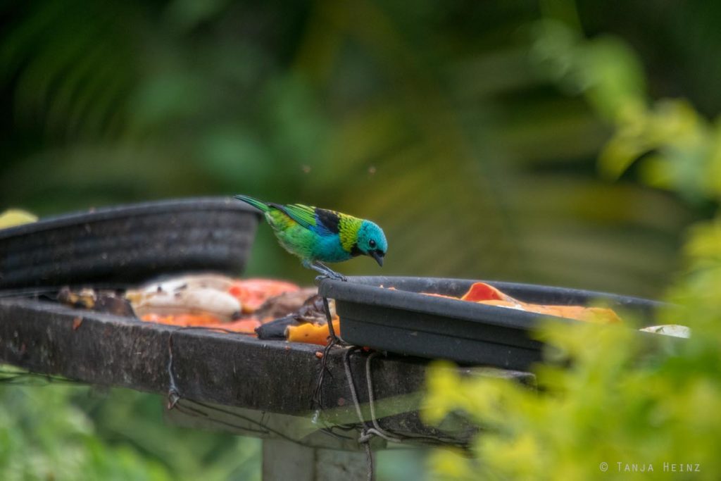 Vogelbeobachtung