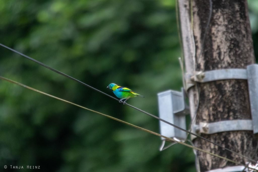 Vogelbeobachtung