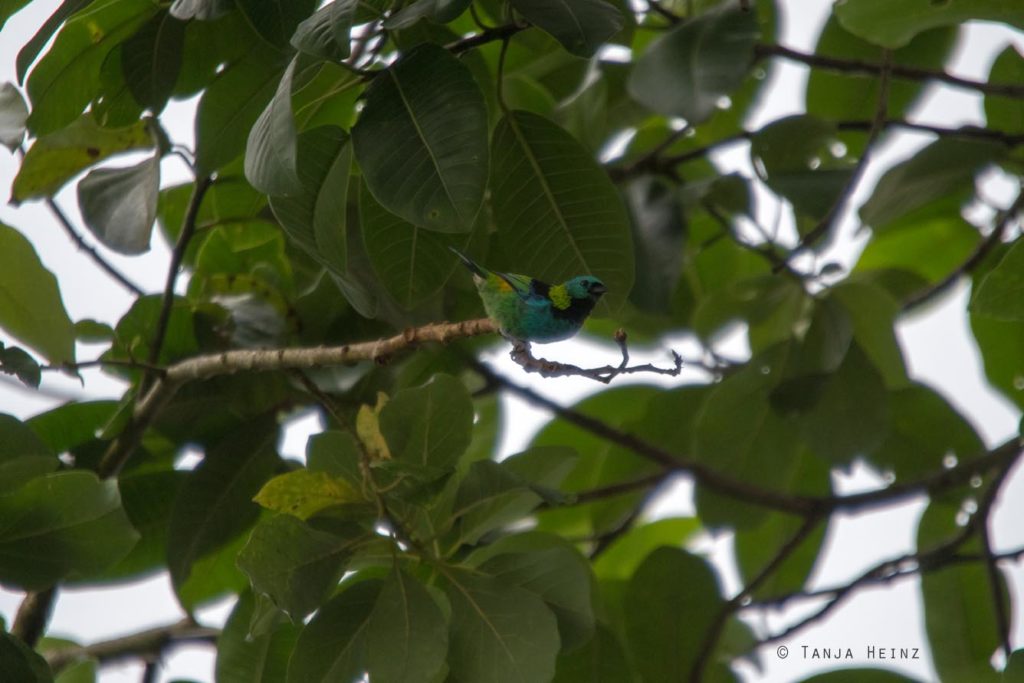Vogelbeobachtung