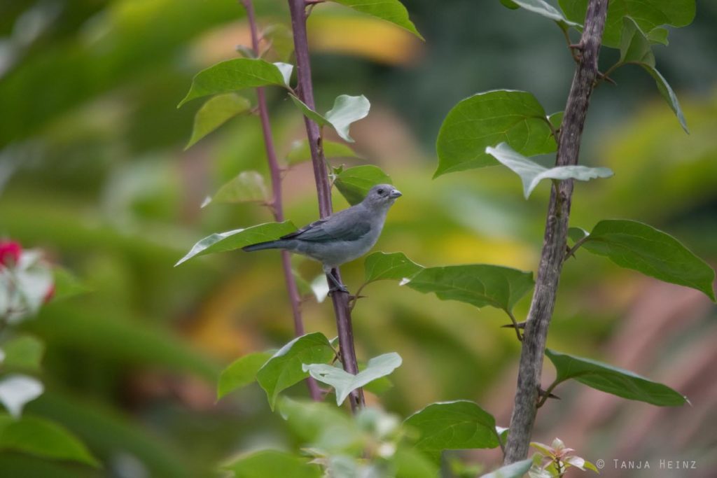 Vogelbeobachtung