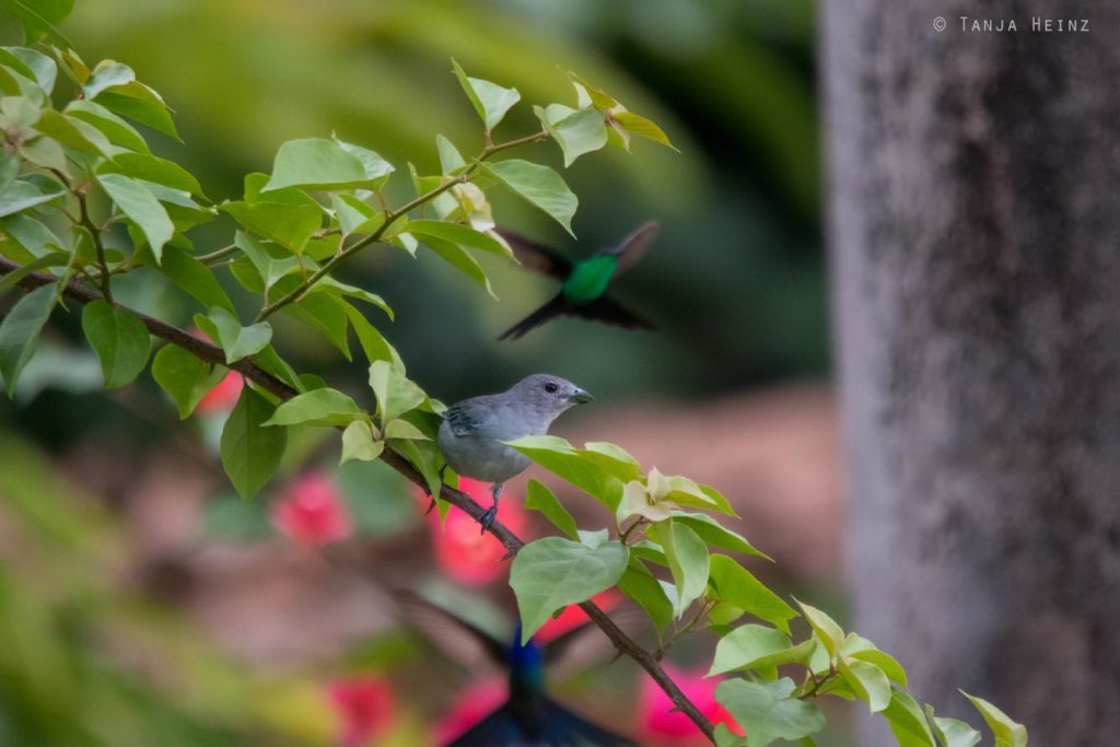 Vogelbeobachtung