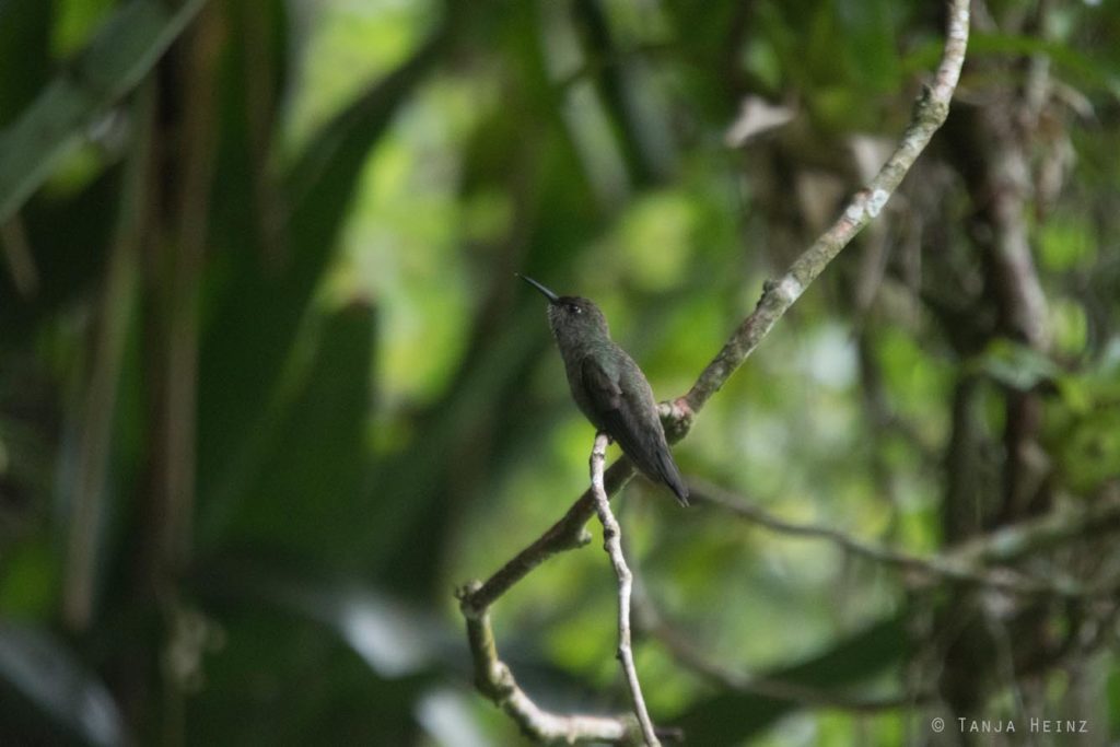 Vogelbeobachtung
