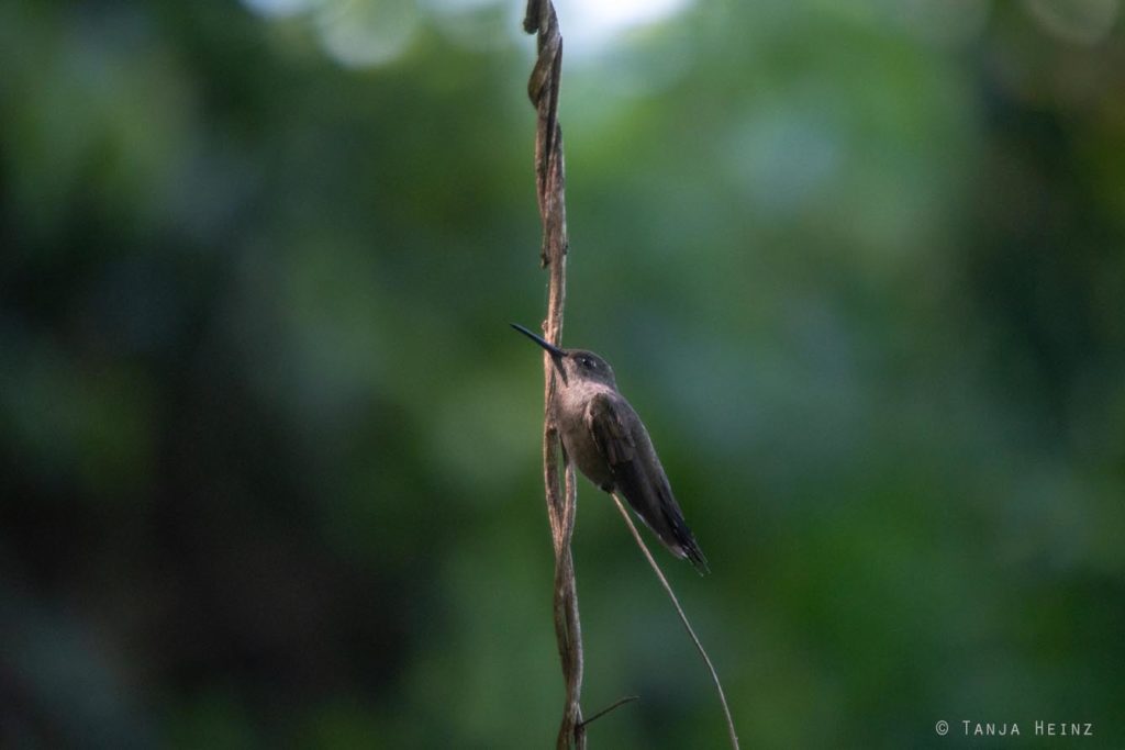 Vogelbeobachtung