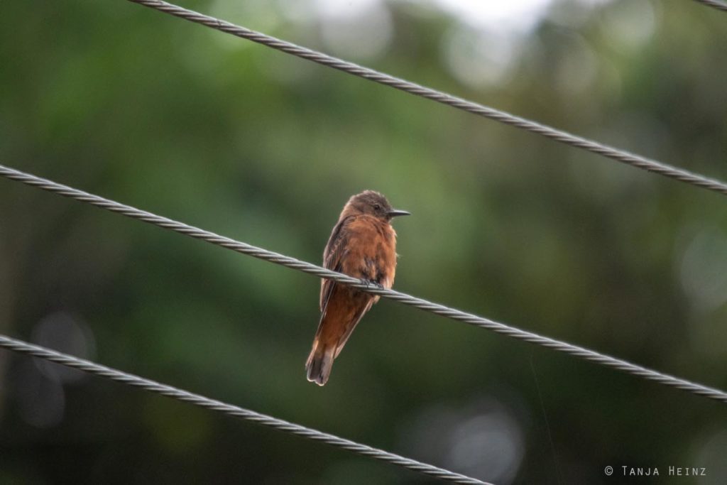 Vogelbeobachtung