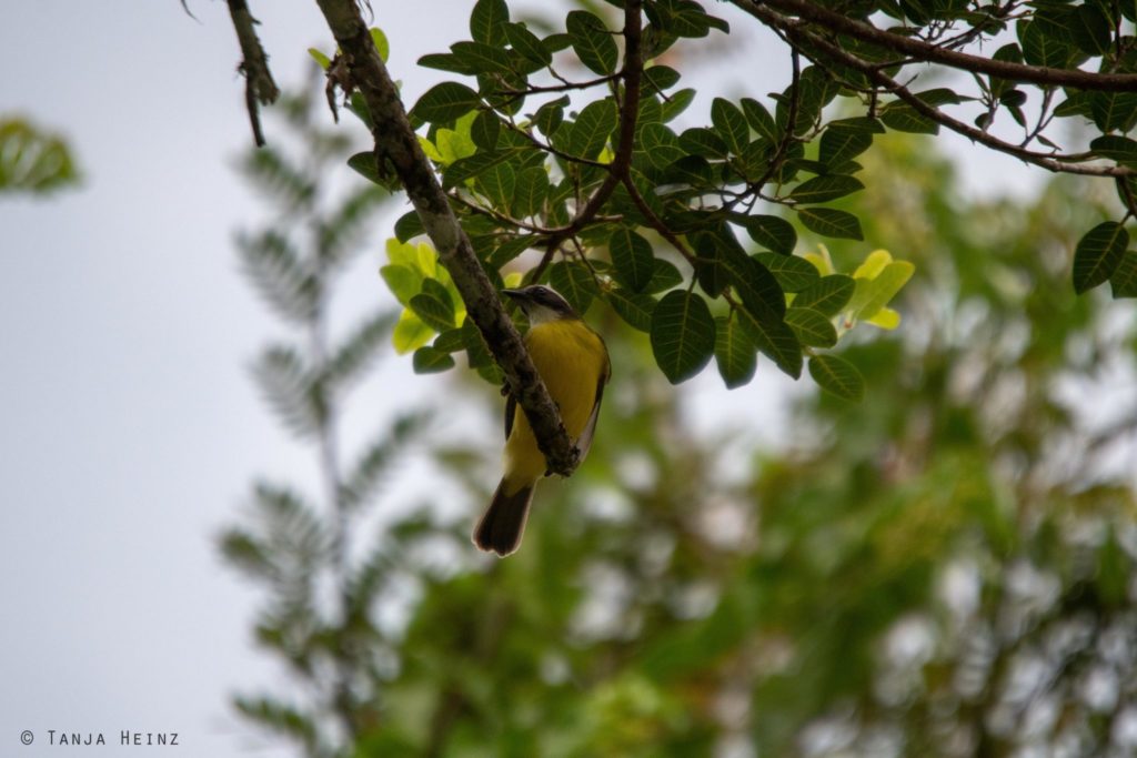 Vogelbeobachtung
