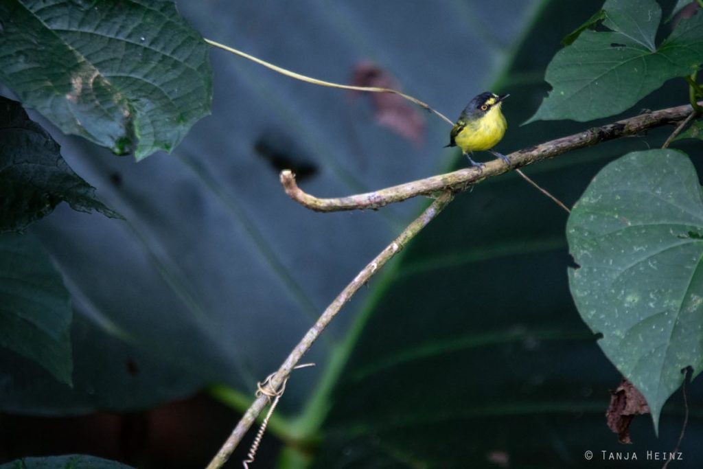 Vogelbeobachtung