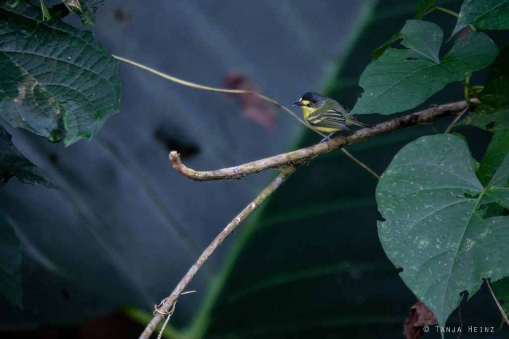 Vogelbeobachtung