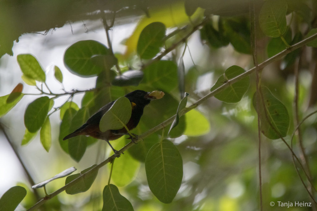 Vogelbeobachtung