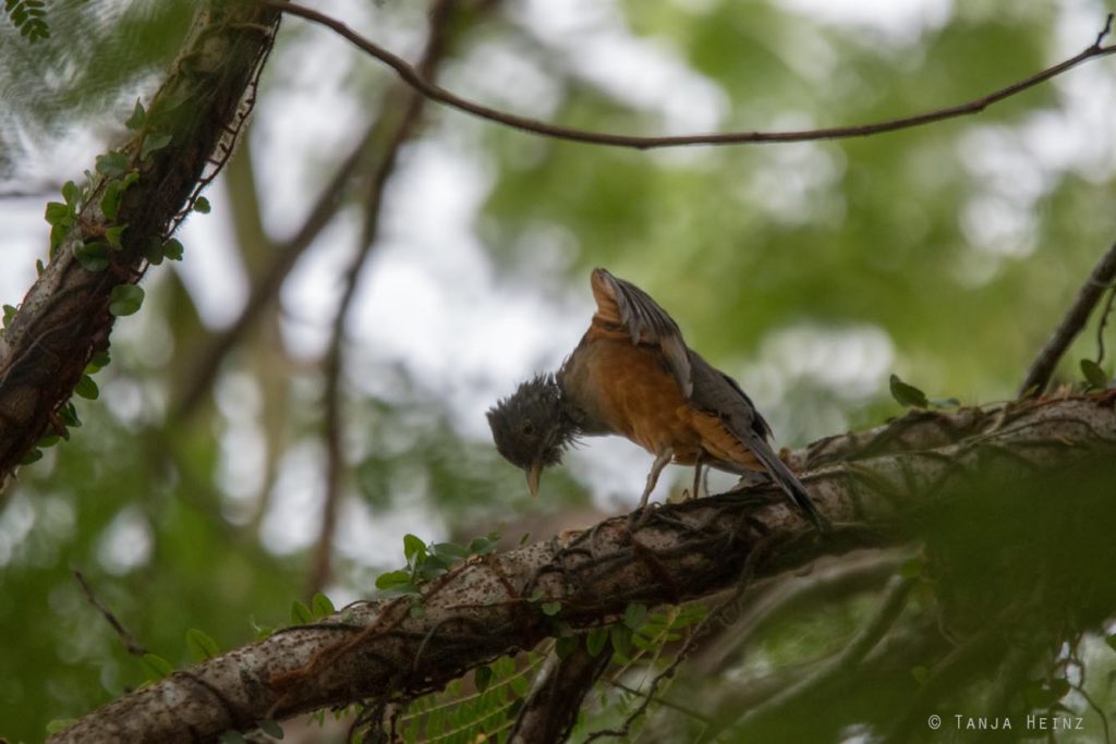 Vogelbeobachtung