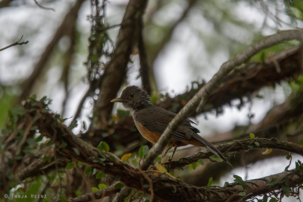 Vogelbeobachtung