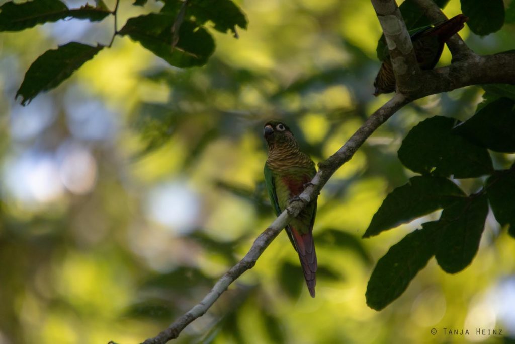 Vogelbeobachtung