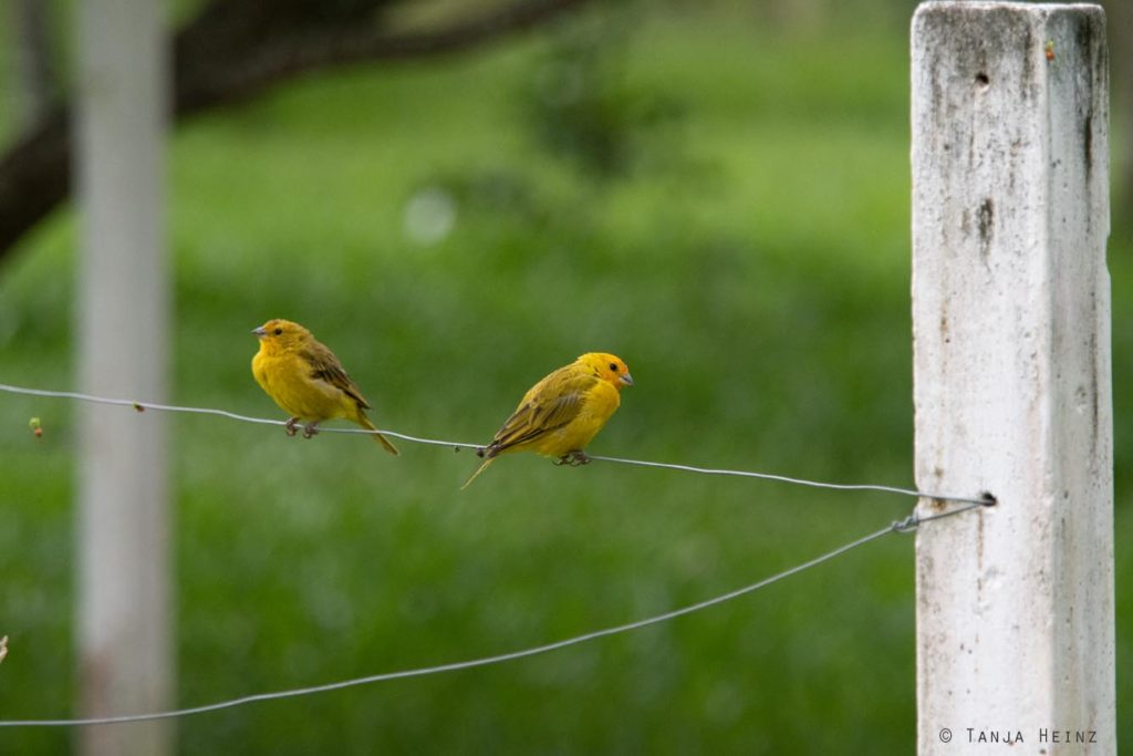 Vogelbeobachtung