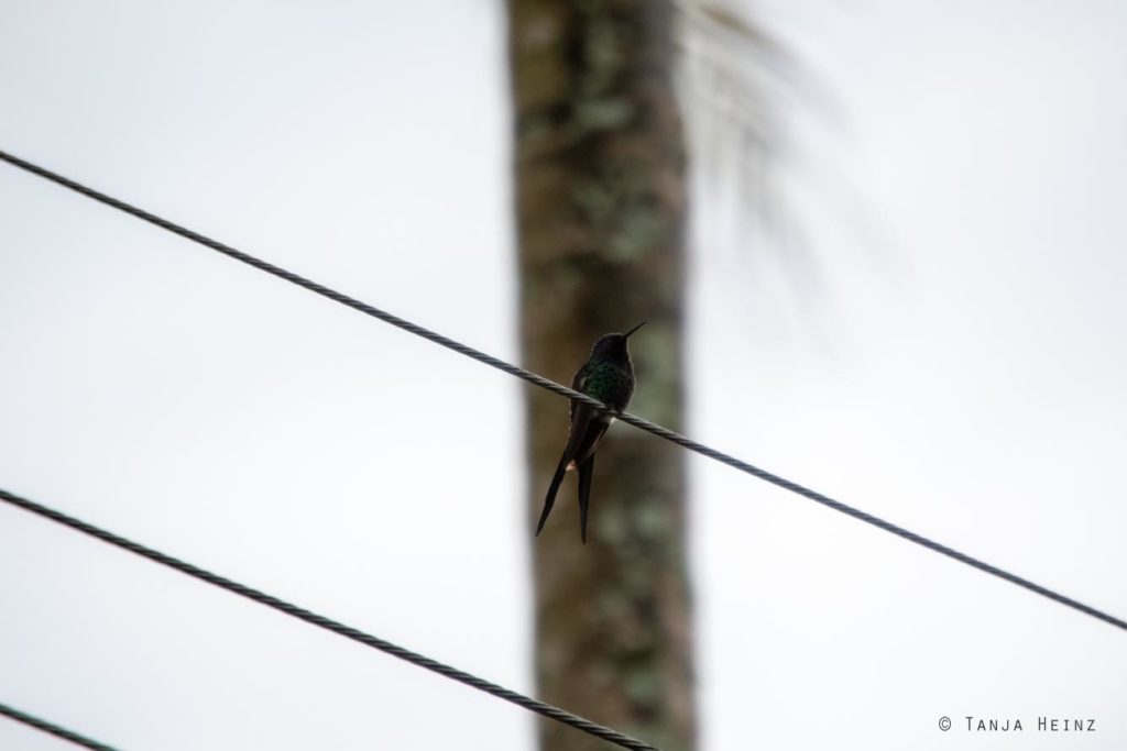 Vogelbeobachtung