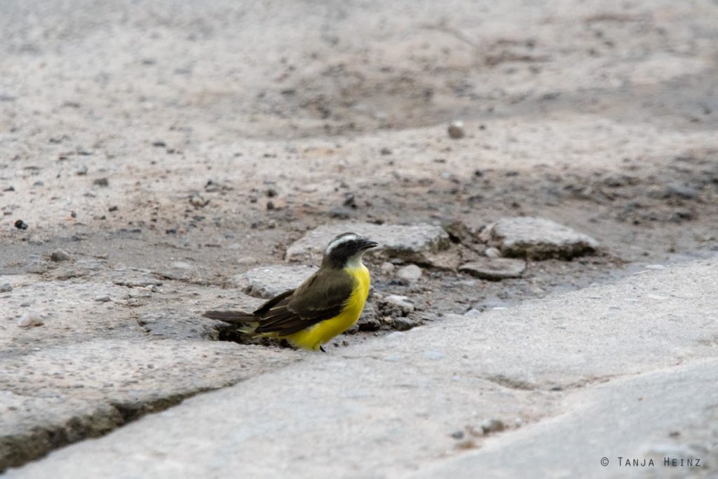 Vogelbeobachtung