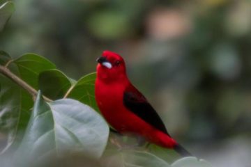Vogelbeobachtung