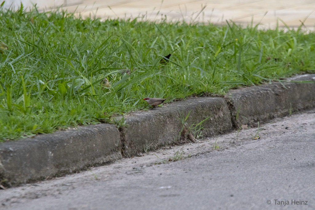 Vogelbeobachtung
