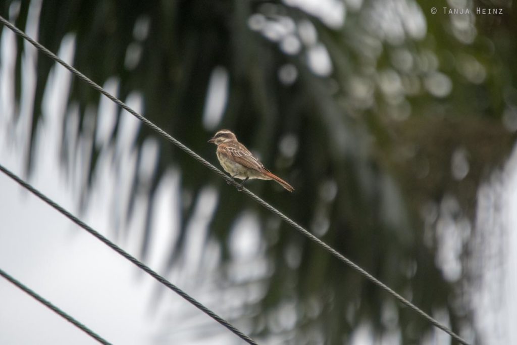 Vogelbeobachtung