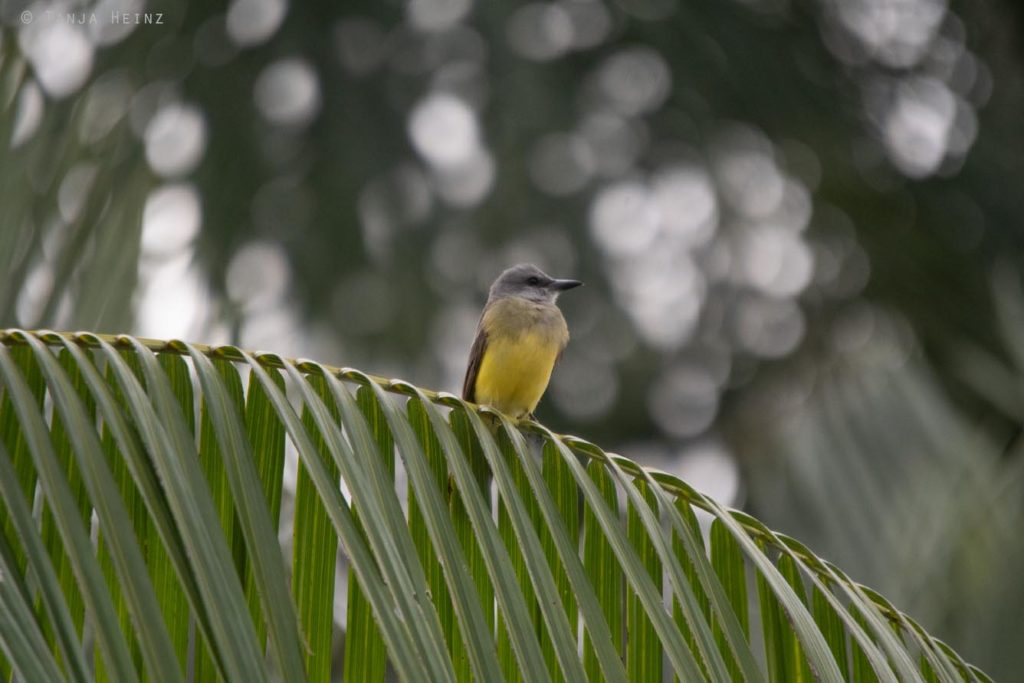 Vogelbeobachtung