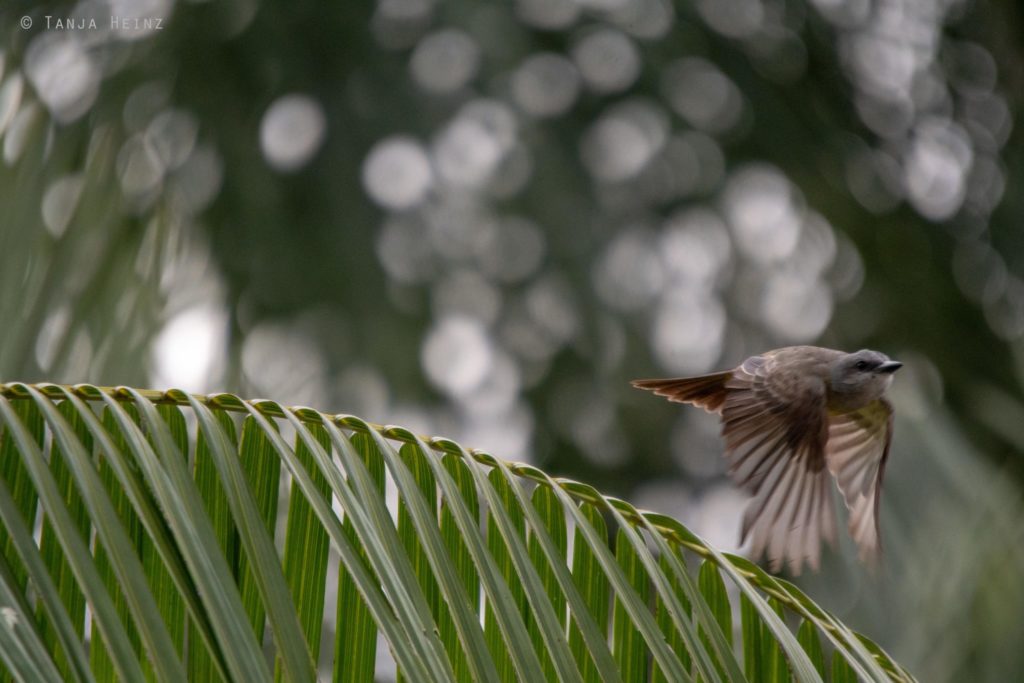 Vogelbeobachtung