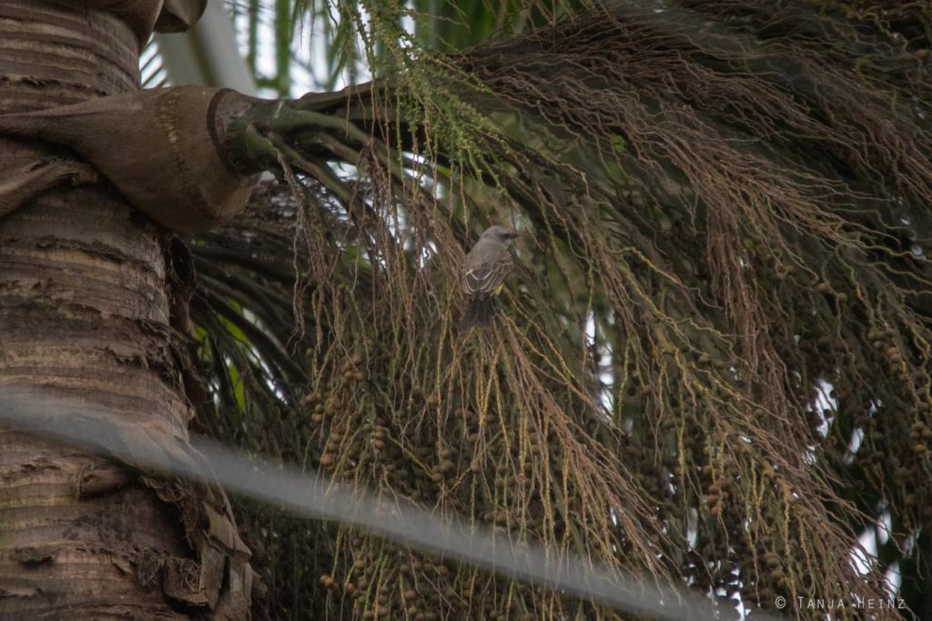 Vogelbeobachtung