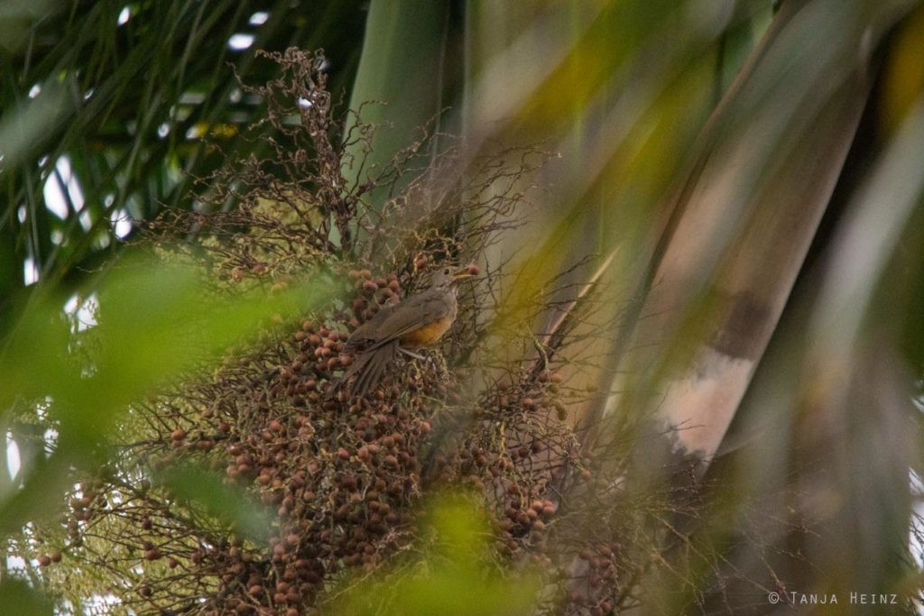 Vogelbeobachtung