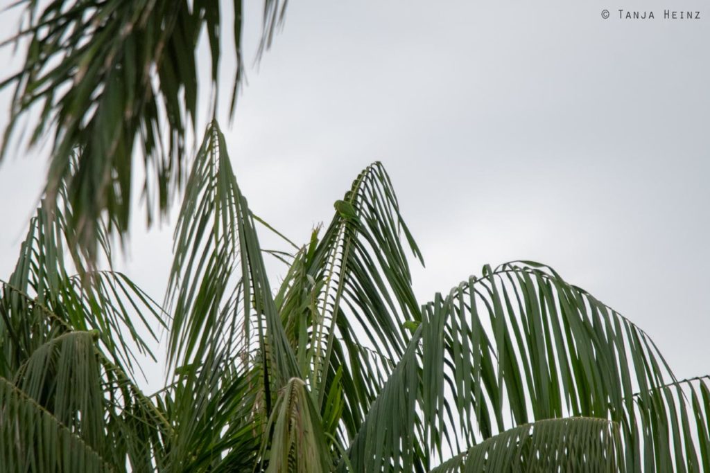 Vogelbeobachtung