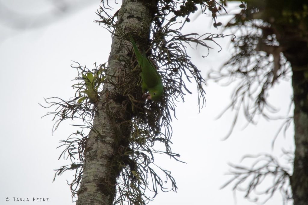 Vogelbeobachtung