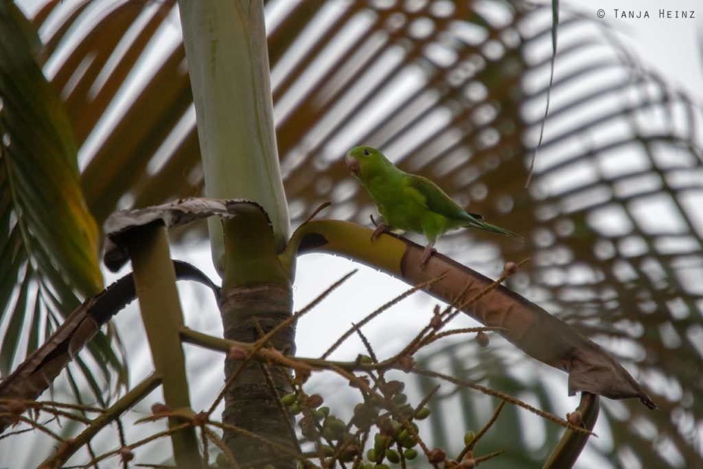 Vogelbeobachtung
