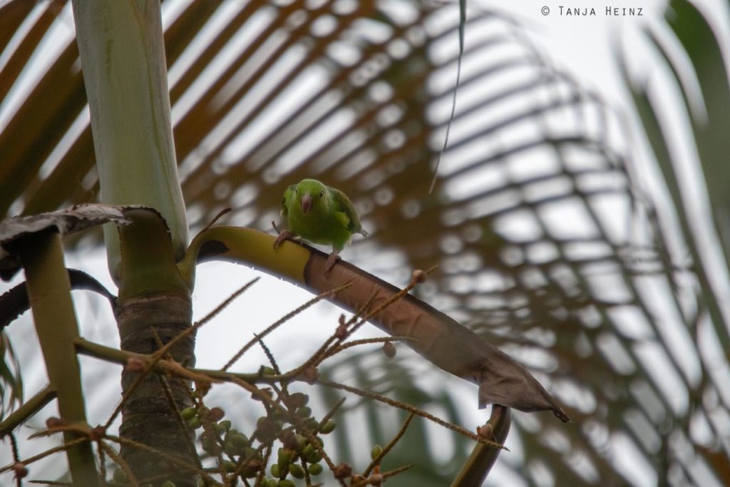 Vogelbeobachtung
