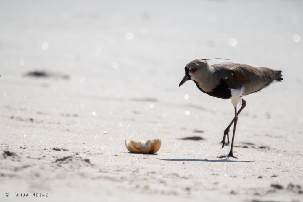 Vogelbeobachtung
