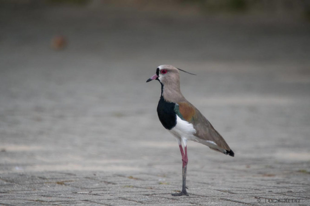 Vogelbeobachtung