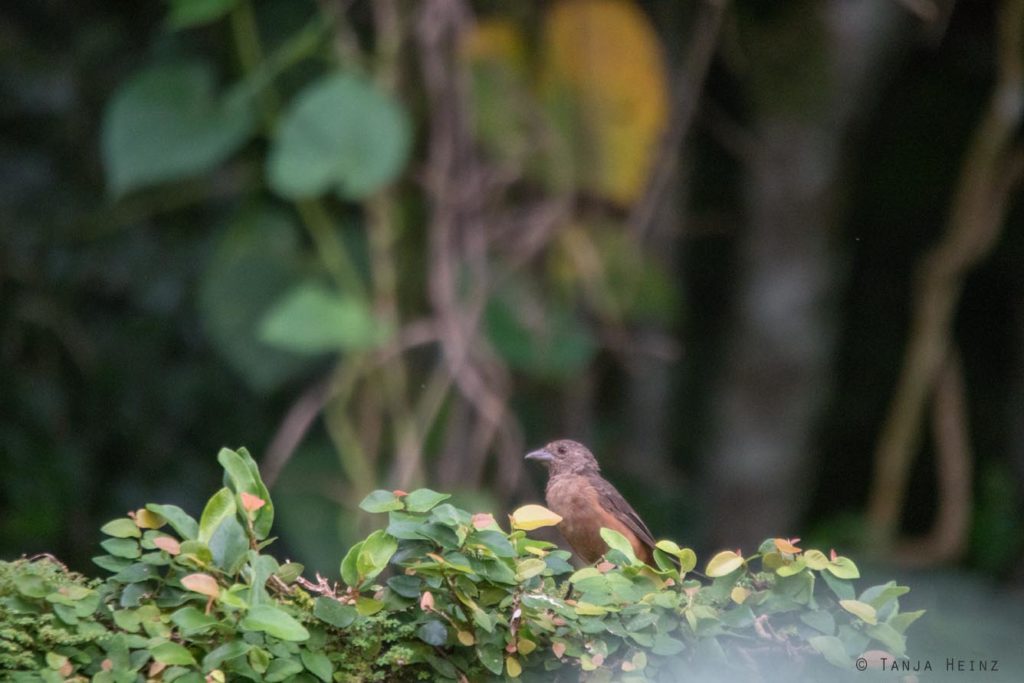 Vogelbeobachtung