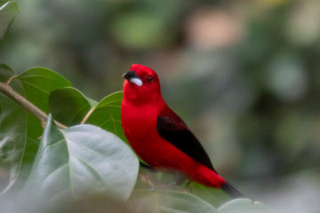 Vogelbeobachtung
