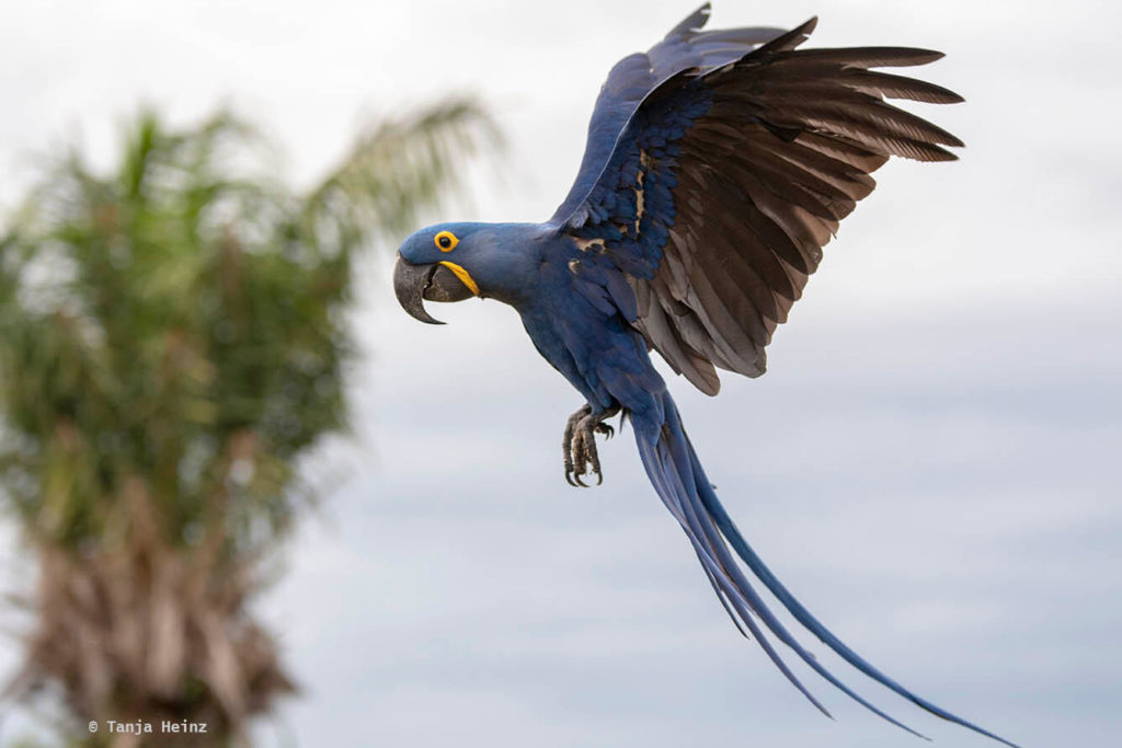 Wildlife Travel