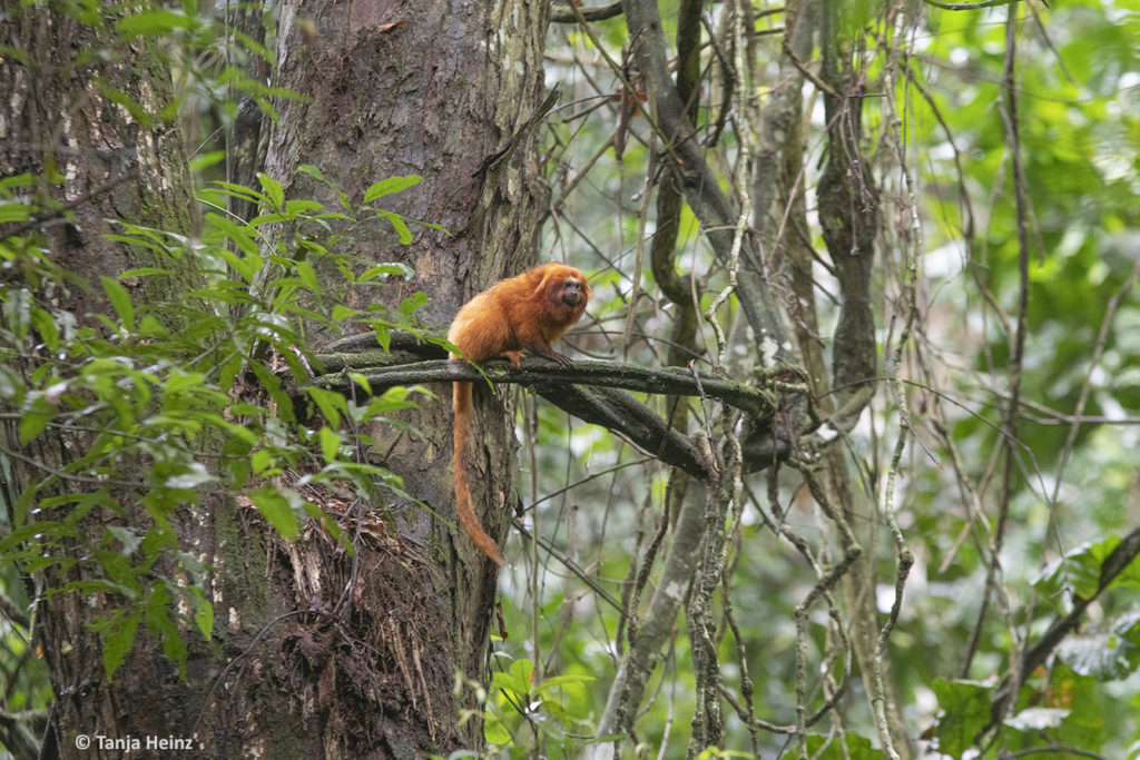 Wildlife Travel