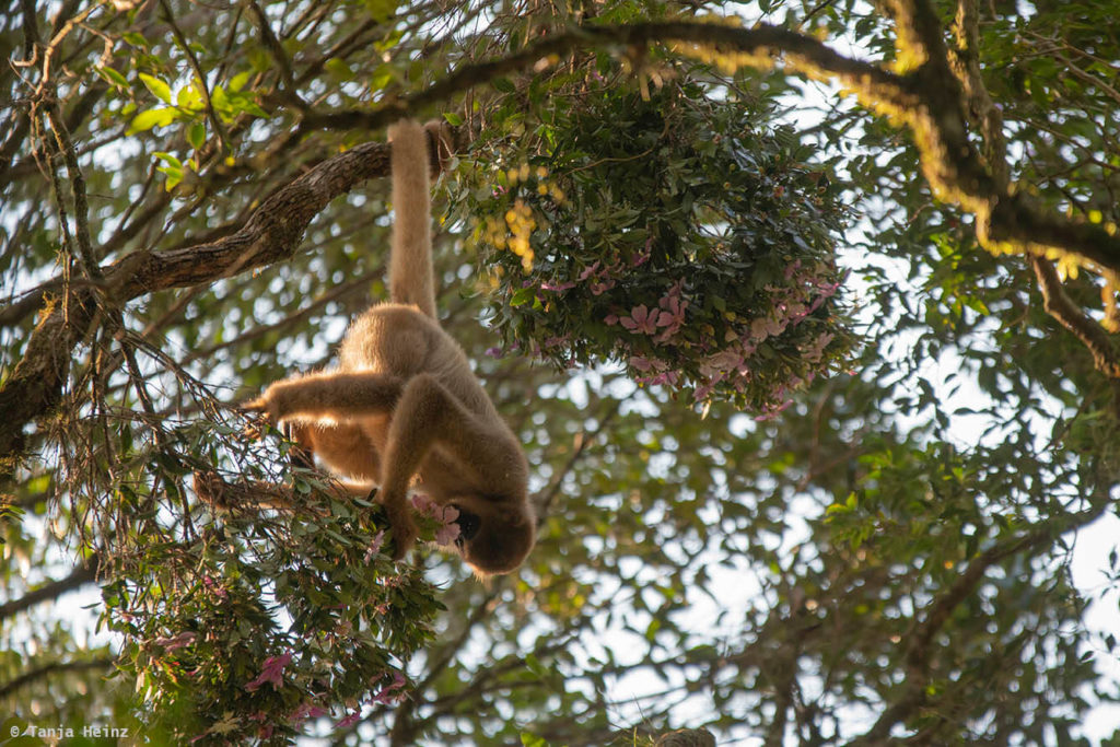 Wildlife Travel