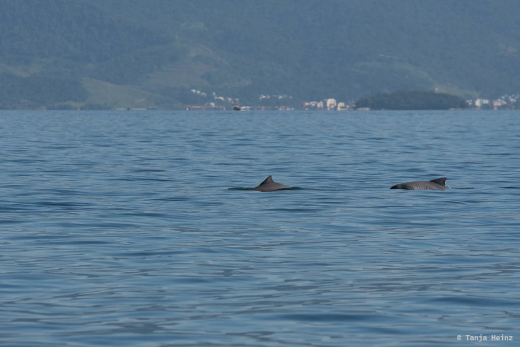 Wildlife Travel